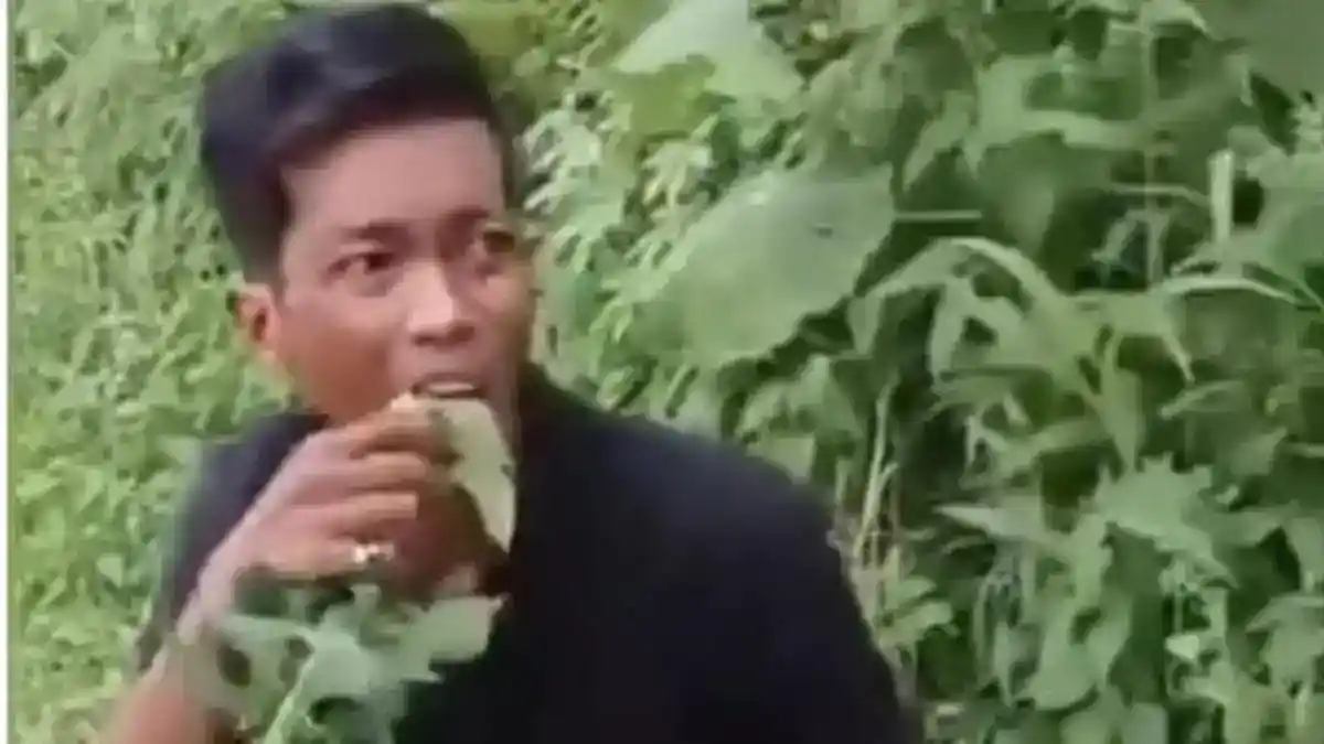 Dua Terduga Pencuri Pepaya di Deli Serdang Dipaksa Makan Daun Kates