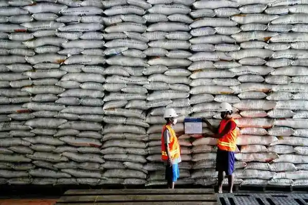 Produksi Pangan Menguat, Pengadaan Beras Bulog Lampaui Target Pemerintah