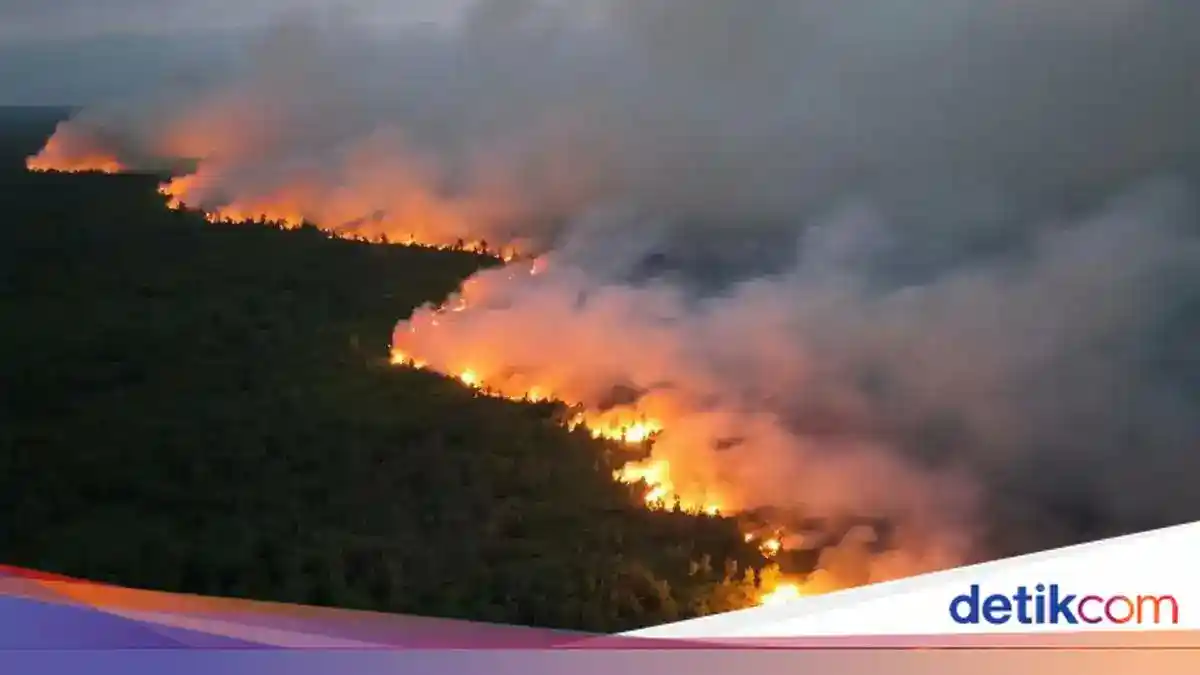 Api Karhutla Tanjung Puting Mendekati Feeding Camp Tanjung Harapan