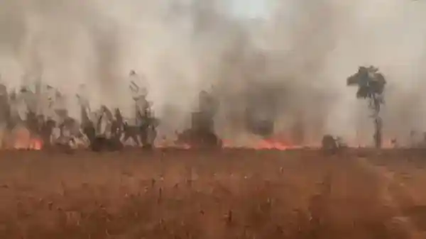 Kebakaran Lahan di Lampung Utara Meluas, Puluhan Hektare Terdampak