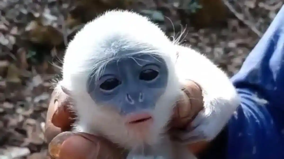 Di Tengah Karhutla Ciremai, Petani Bantu Bayi Surili Kembali ke Kelompoknya
