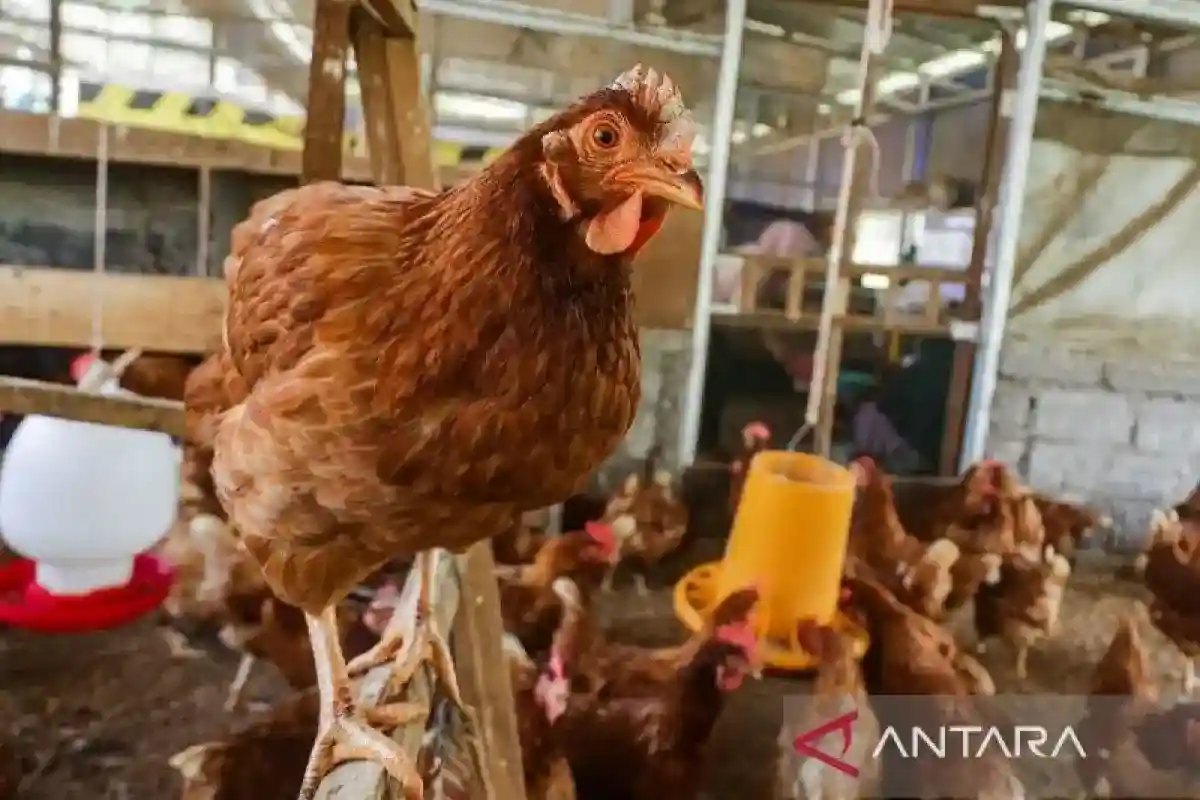 AFJ Dorong Kerja Sama untuk Wujudkan Pasokan Telur Bebas Sangkar di Indonesia