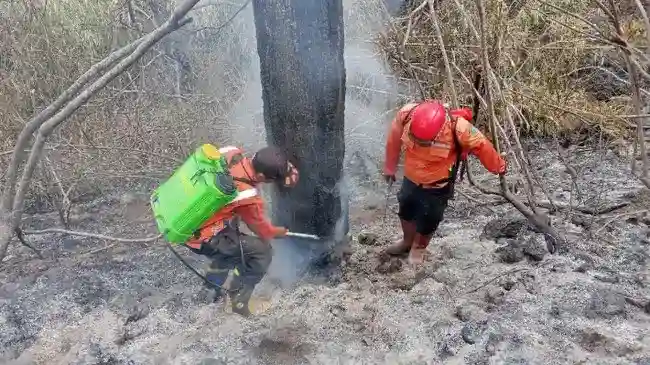 Kebakaran Lahan Terjadi di Kuningan, Ciamis, dan Grobogan