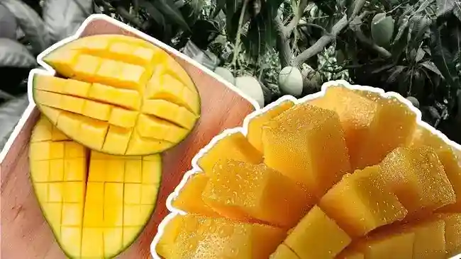 Produksi Mangga Indonesia Menyusut, Jawa Timur Tetap Jadi Sentra Terbesar