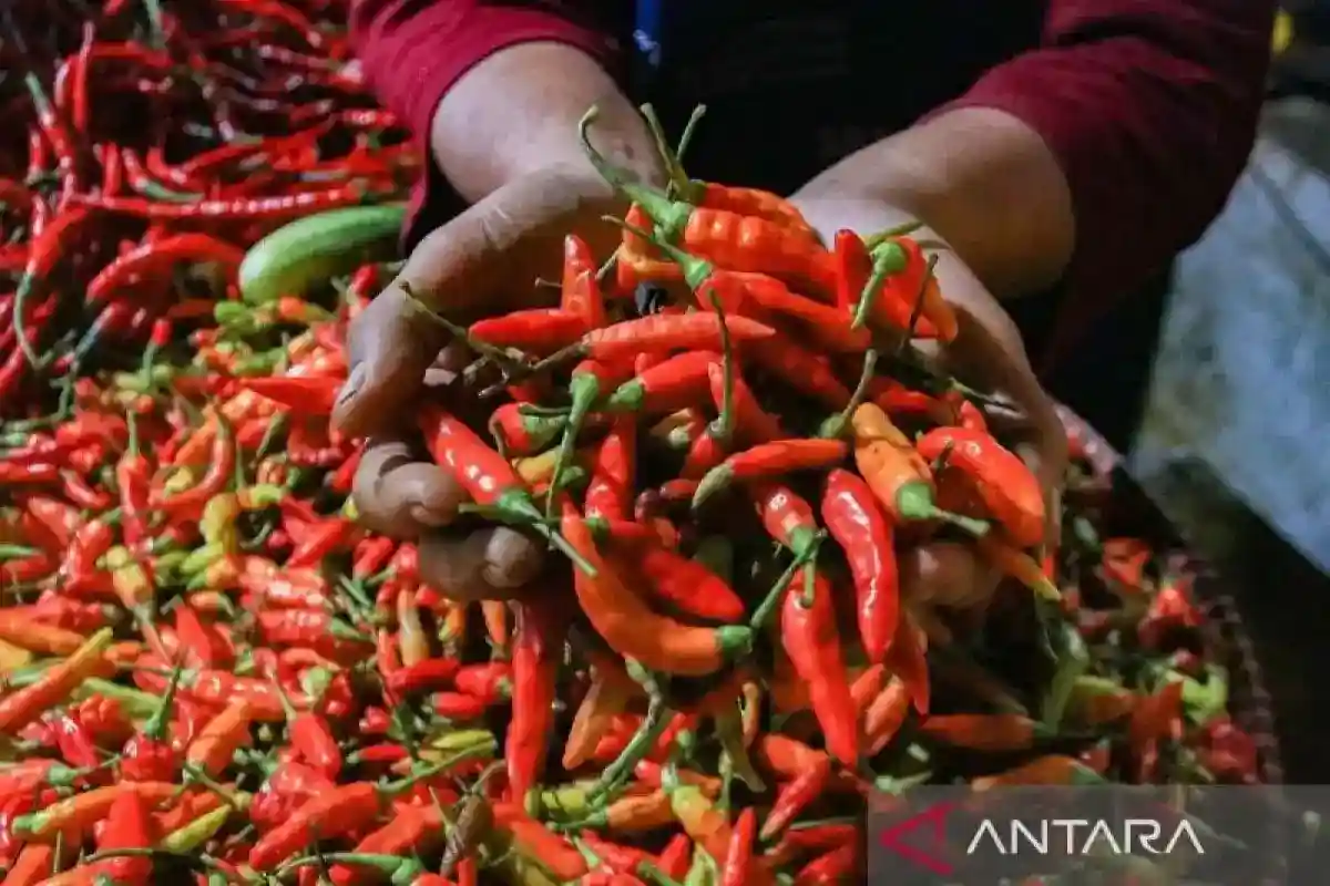 Catatan Harga Pangan Nasional: Cabai Rawit Merah Rp111.600 per Kilogram