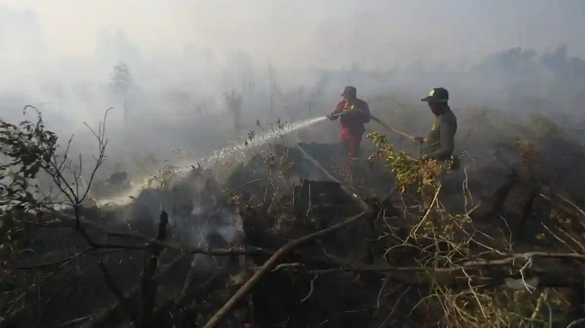 Petugas Kehutanan Toraja Utara Meninggal Usai Tertimpa Pohon Saat Bertugas Petugas Kehutanan Toraja Utara Meninggal Usai Tertimpa Pohon Saat Bertugas