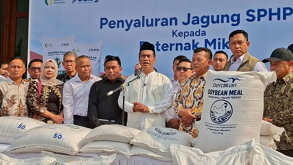 Bulog Salurkan Jagung Subsidi untuk Meredakan Beban Peternak Ayam