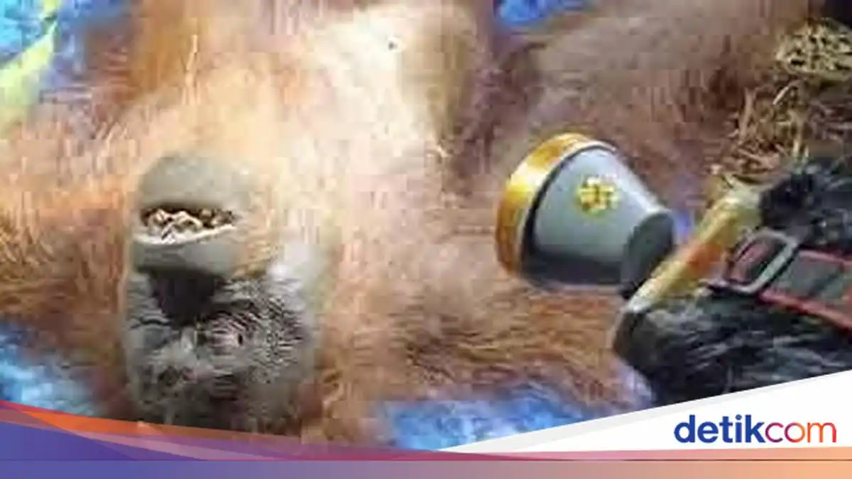 Evakuasi Ira Berlangsung di Tengah Gelapnya Hutan Bekas Terbakar