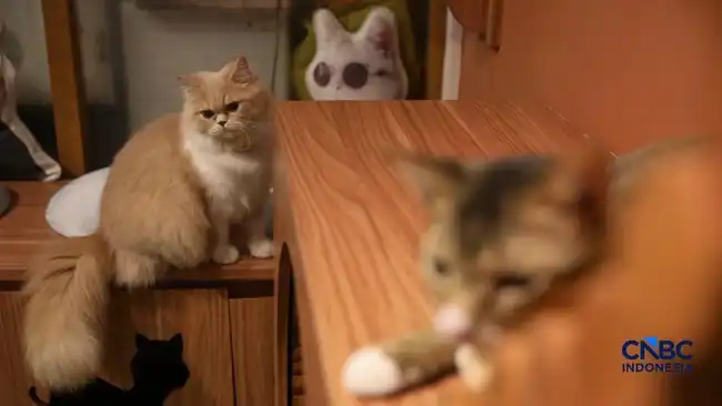 Kucing di Rumah: Tujuh Manfaat Kesehatan yang Diteliti secara Ilmiah
