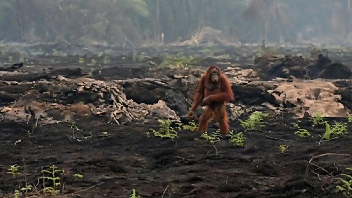 Orang Utan Dievakuasi dari Ruas Jalan Pangkalan Bun–Kolam di Kalteng