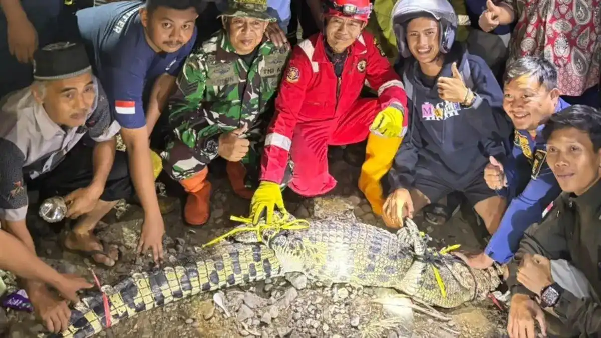 Buaya Muara Kembali Terjerat di Cimandiri, Warga Diminta Waspada Buaya Muara Kembali Terjerat di Cimandiri, Warga Diminta Waspada
