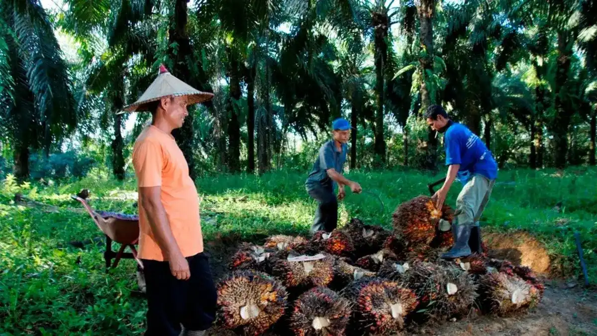 Ekspor Sawit Indonesia Tumbuh pada Agustus, Konsumsi Biodiesel Jadi Penopang Utama Ekspor Sawit Indonesia Tumbuh pada Agustus, Konsumsi Biodiesel Jadi Penopang Utama