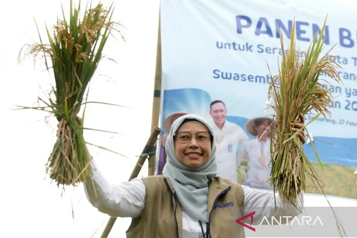 Serapan Gabah Bulog Jawa Tengah Menembus 108,43 Persen dari Sasaran 2026 Serapan Gabah Bulog Jawa Tengah Menembus 108,43 Persen dari Sasaran 2026