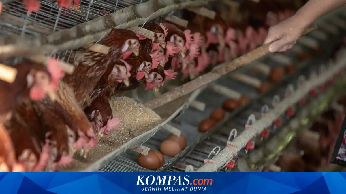 Harga Jagung Tinggi Tekan Pendapatan Peternak Ayam di Blitar