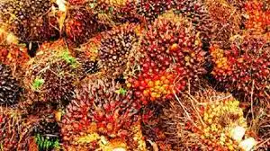 Harga TBS Sawit Kalbar Periode 1–7 Oktober 2026 Capai Rp3.537,64 per Kilogram