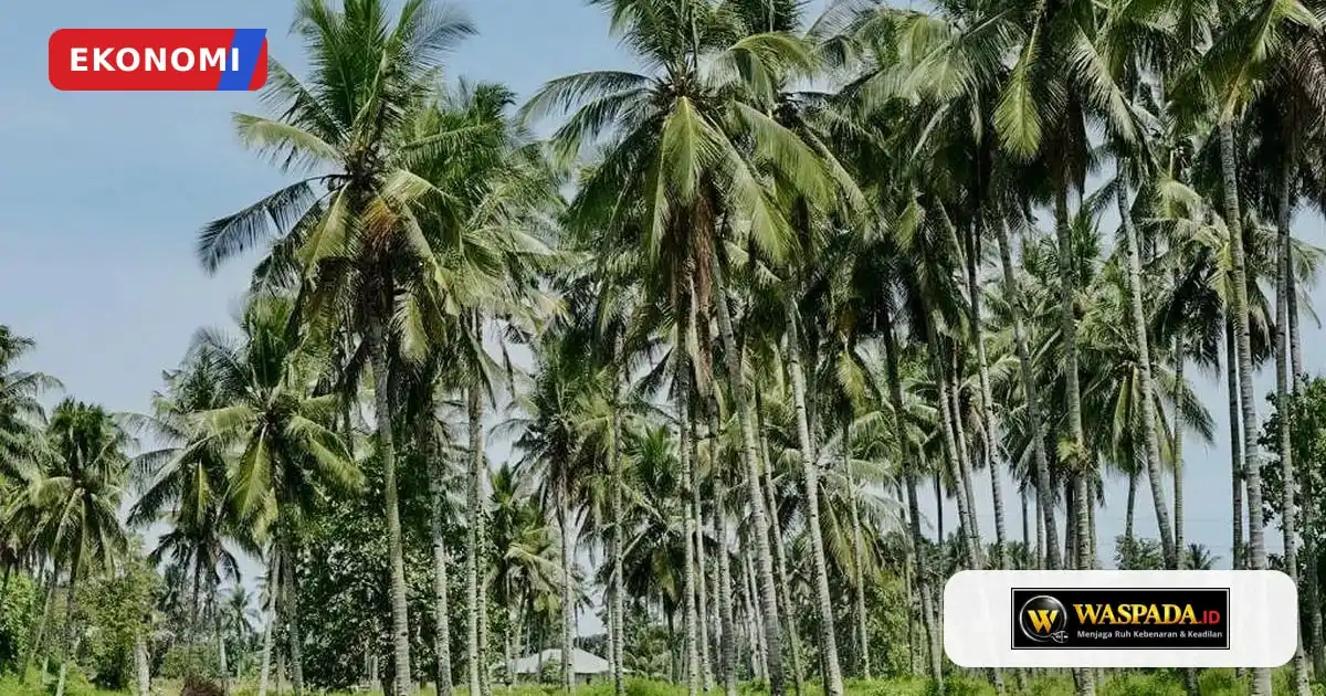 Peremajaan 9.000 Hektare Kebun Kelapa Disiapkan untuk Dorong Produktivitas Nasional