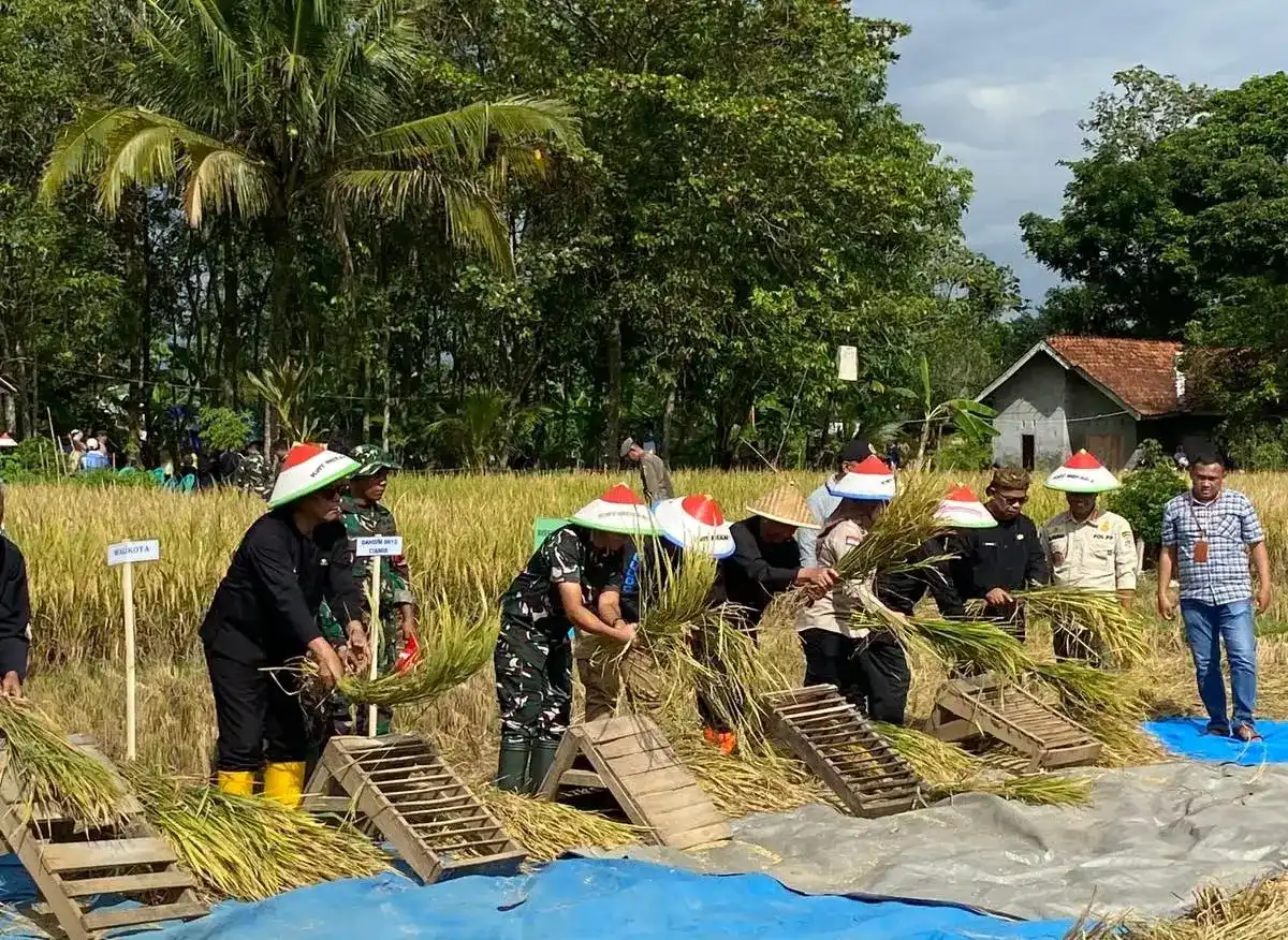 Bulog Ciamis Serap 140 Ribu Ton Gabah Kering, Lampaui Target 187 Persen Bulog Ciamis Serap 140 Ribu Ton Gabah Kering, Lampaui Target 187 Persen