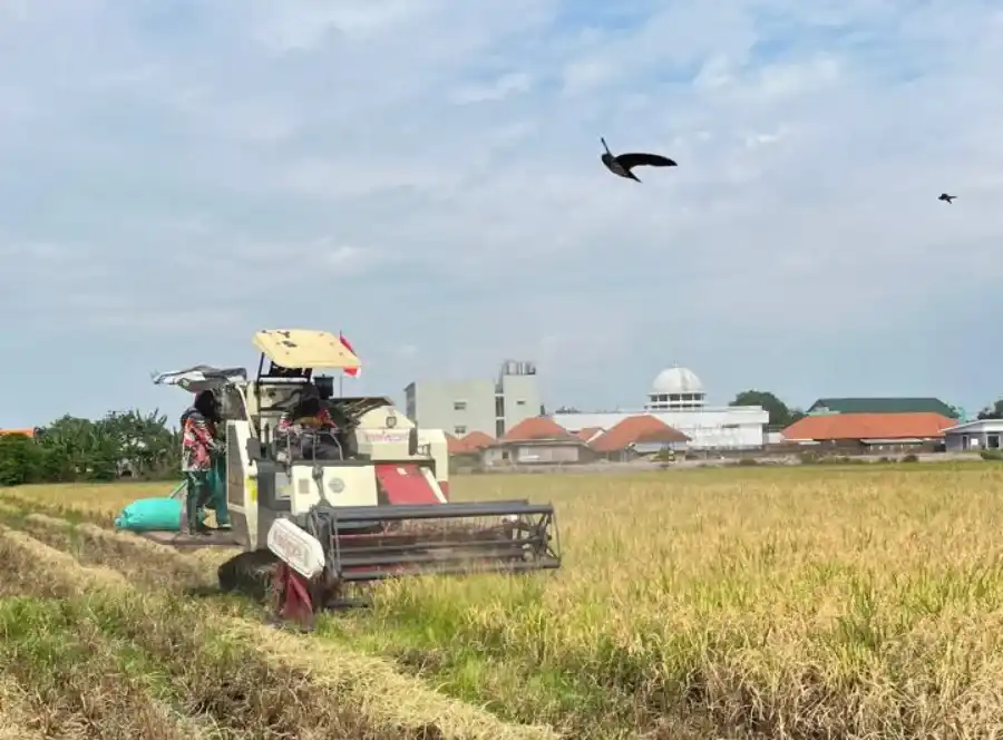 Serapan Gabah Bulog Kediri Tembus 107,87 Persen pada Awal Oktober 2026 Serapan Gabah Bulog Kediri Tembus 107,87 Persen pada Awal Oktober 2026