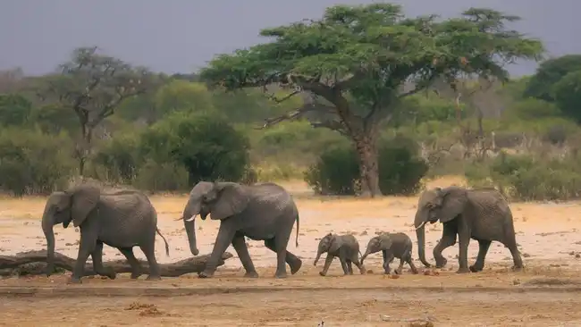 Mengukur Raksasa Bumi: Keunggulan Paus Biru atas Gajah Afrika Mengukur Raksasa Bumi: Keunggulan Paus Biru atas Gajah Afrika