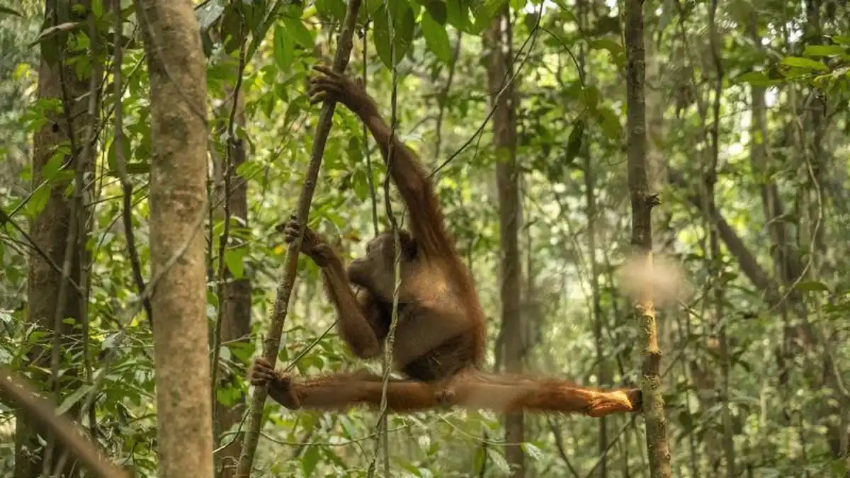 Menyelamatkan 46 Orangutan dari Habitat Terbakar di Kalimantan Barat