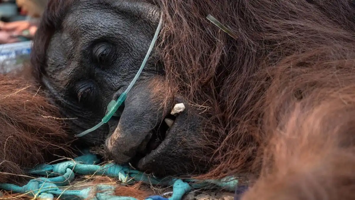 Puluhan Orangutan Diselamatkan dari Karhutla Kalimantan Barat, Delapan Dipindahkan ke Batu Nyambu