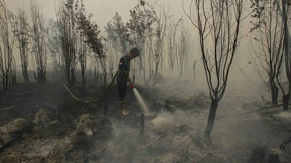 Pemerintah Siapkan Badan Restorasi Gambut dan Mangrove untuk Tekan Karhutla Pemerintah Siapkan Badan Restorasi Gambut dan Mangrove untuk Tekan Karhutla