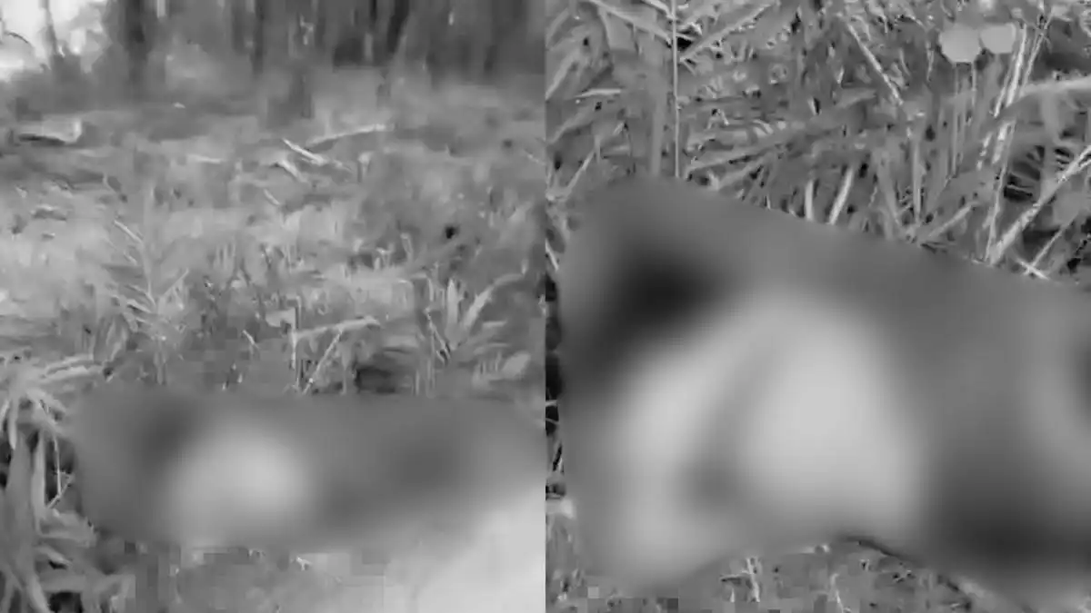 Polisi Selidiki Temuan Jasad Perempuan di Perkebunan Sawit Mesuji