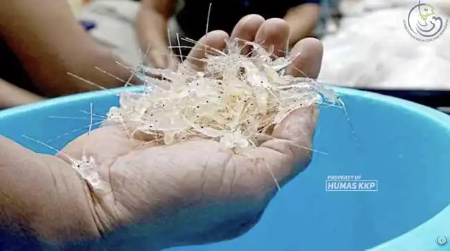 Potensi Benih Lobster Indonesia Tergerus Penyelundupan dan Ketergantungan Pasar Vietnam