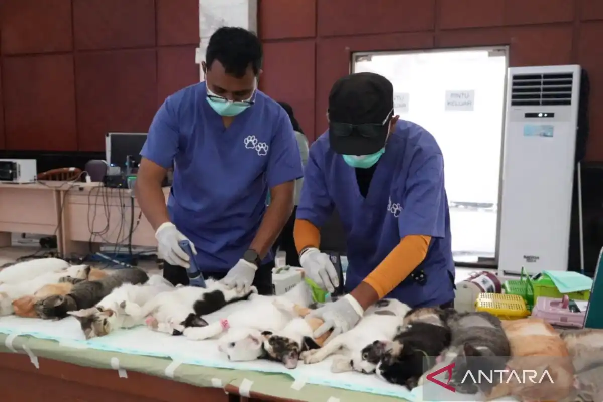 Sterilisasi Kucing Tanpa Pemilik Diperluas di Jakarta Timur untuk Kendalikan Populasi Sterilisasi Kucing Tanpa Pemilik Diperluas di Jakarta Timur untuk Kendalikan Populasi