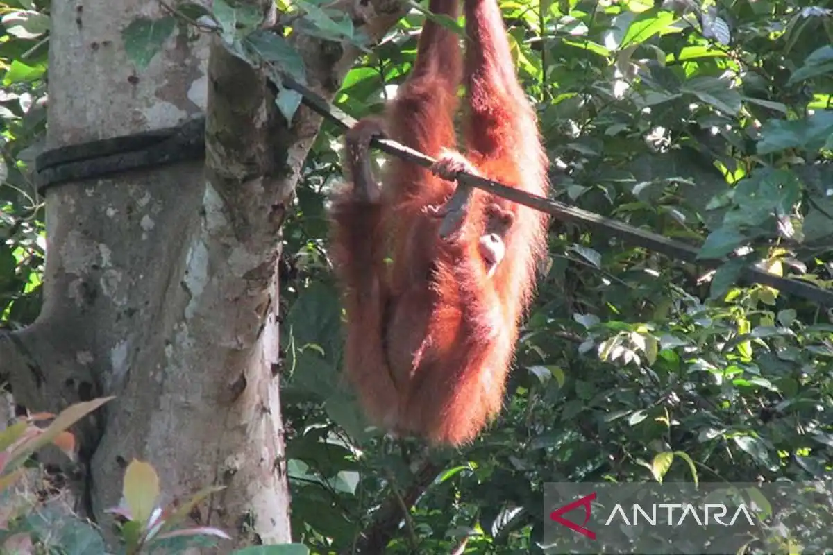 Kelahiran Orang Utan Sumatra Perkuat Upaya Reintroduksi di Jantho Kelahiran Orang Utan Sumatra Perkuat Upaya Reintroduksi di Jantho