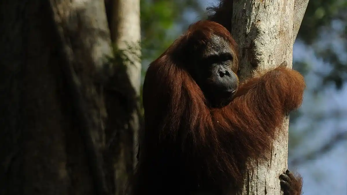 Karhutla di Kotawaringin Barat Mengancam Habitat Orangutan Tanjung Puting Karhutla di Kotawaringin Barat Mengancam Habitat Orangutan Tanjung Puting