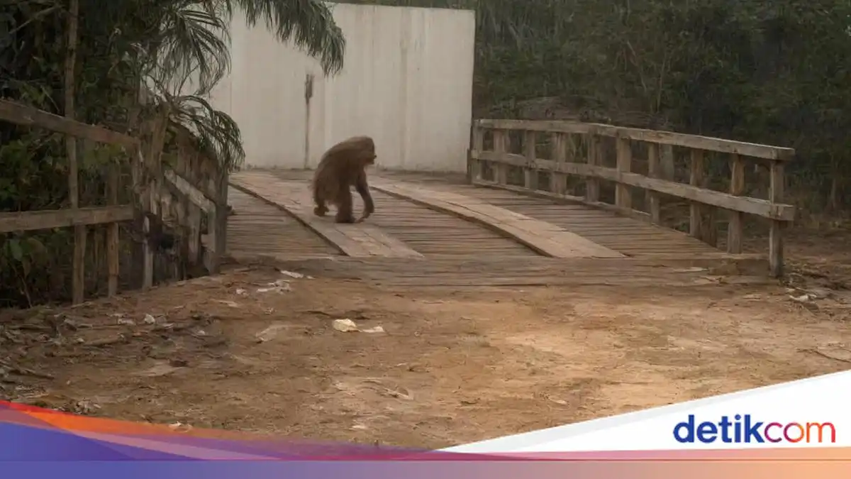 Orang Utan Keluar ke Jalan Pangkalan Bun Setelah Habitatnya Terbakar
